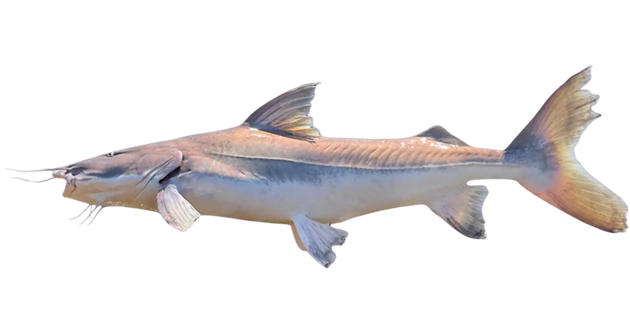 Piraíba — gigante do Rio Acari, pesca esportiva Amazonas