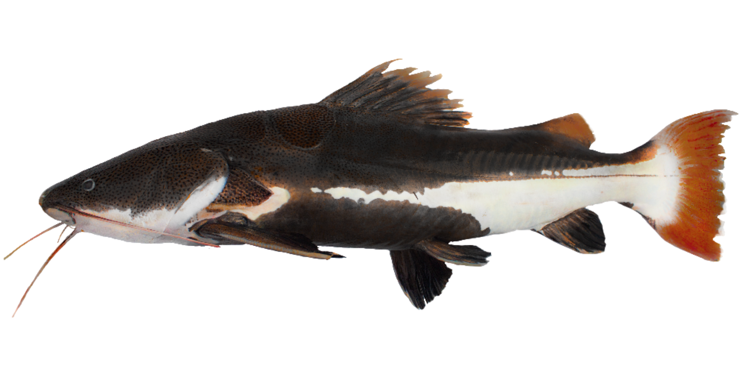 Pirarara — peixe de couro do Rio Acari, Amazonas