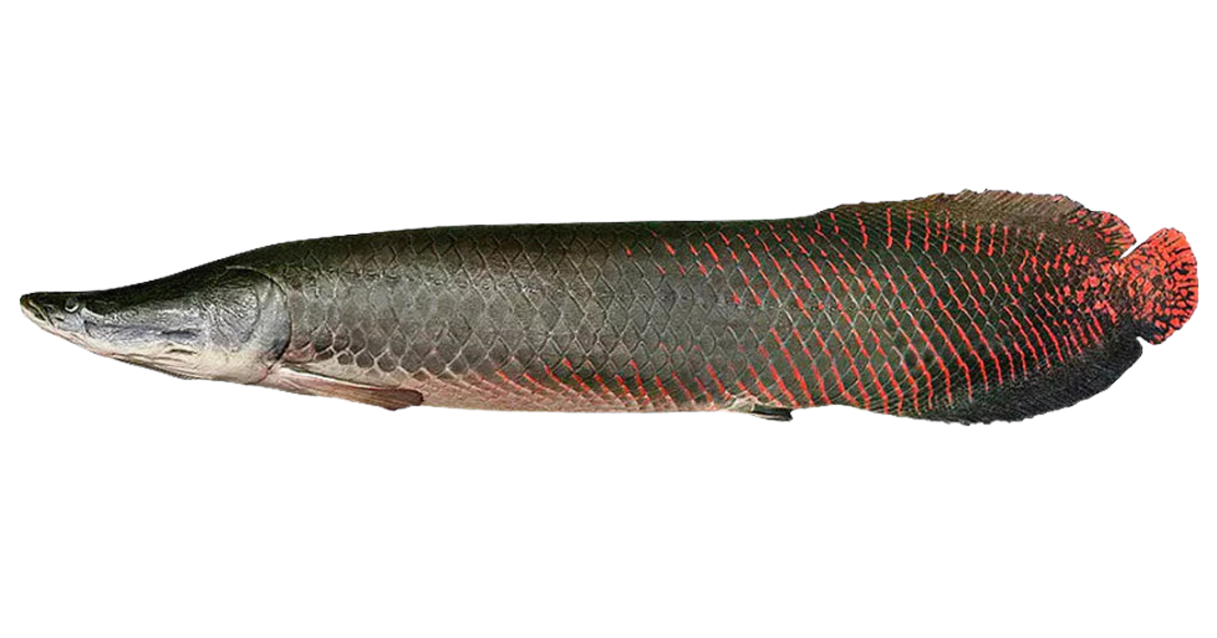 Pirarucu — maior peixe de escamas da Amazônia